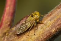 Rhytidodus decimusquartus