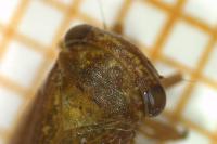 Rhytidodus decimusquartus