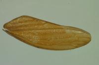 Rhytidodus decimusquartus