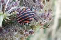 Graphosoma italicum