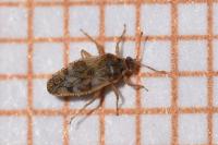 Monosteira unicostata