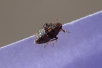 Megamelodes quadrimaculatus