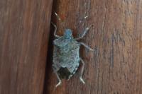 Halyomorpha halys