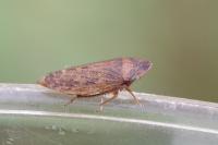 Aphrodes