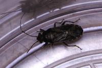 Heterogaster urticae