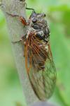 Tibicina haematodes