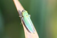 Cicadella viridis