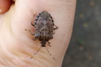 Halyomorpha halys