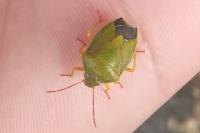 Piezodorus lituratus
