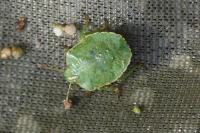 Palomena prasina