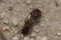 Trapezonotus