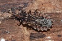 Aradus ribauti