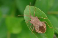 Coreus marginatus