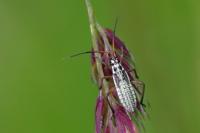 Leptopterna dolabrata