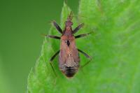 Himacerus mirmicoides