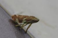 Philaenus spumarius
