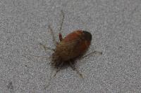 Psallus