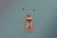 Spathocera dalmanii
