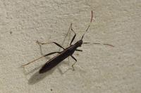 Micrelytra fossularum