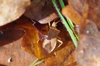 Gonocerus acuteangulatus