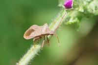 Coreus marginatus