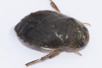 Ilyocoris cimicoides
