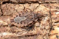 Aradus brenskei