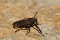Asiraca clavicornis