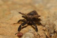 Asiraca clavicornis