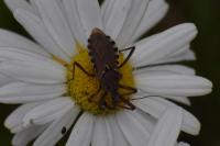Rhynocoris erythropus