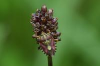 Carpocoris purpureipennis
