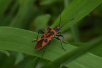 Corizus hyoscyami