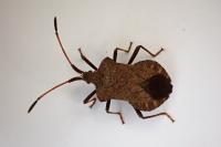 Coreus marginatus