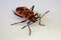 Corizus hyoscyami