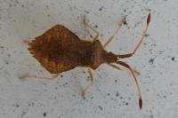 Syromastus rhombeus