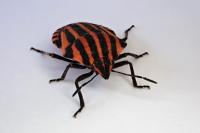 Graphosoma italicum