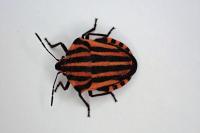 Graphosoma italicum
