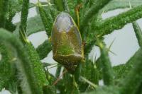 Piezodorus lituratus