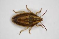 Aelia acuminata