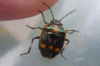 Eurydema oleracea