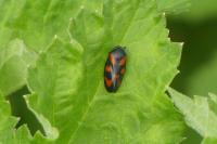 Cercopis vulnerata