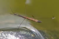 Hydrometra stagnorum