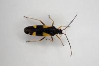 Dryophilocoris flavoquadrimaculatus
