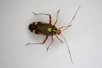 Rhabdomiris striatellus