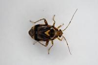 Liocoris tripustulatus