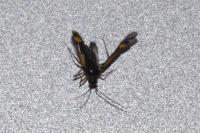 Dryophilocoris flavoquadrimaculatus