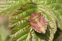 Carpocoris purpureipennis