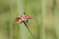 Corizus hyoscyami