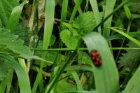 Cercopis vulnerata