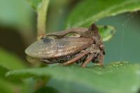 Centrotus cornutus